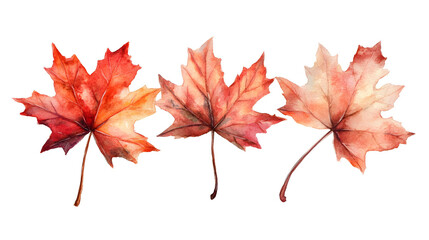 Fototapeta premium A vibrant red maple leaf isolated on a white background, capturing the essence of autumn with its colorful foliage