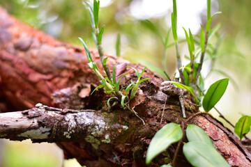 Red paper bark tree