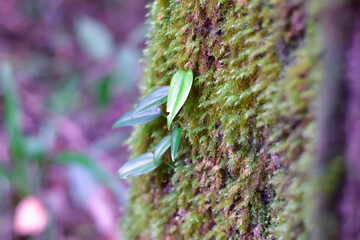 Ferns and mushrooms in the forest