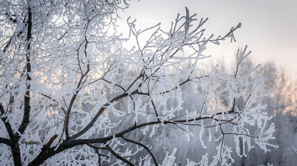 Frost-covered tree branches: Intricate, frosted tree branches outlined by delicate ice crystals, with a soft, pale winter sky in the background.
