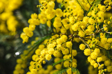 a blooming mimosa flower, typically yellow in color, with soft, fluffy petals