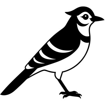 recommend clip art: Blue jay is a passerine bird in the family Corvidae. Blue Bird silhouette  flat style character of ornithology, vector illustration isolated on white
                    
