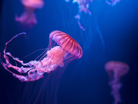 Natural background of pink jellyfish