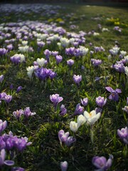 Obraz premium flowers in a garden