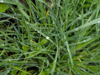 dew drops on grass