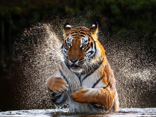 Armur tiger playing in the water and splashing with water