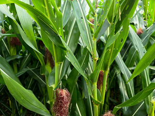 Corn cob infested. Corn leaf blight of maize (Helminthosporium or Turcicum). Corn field in summer with disease corn cob in foreground. Plant damage by pest and insect.