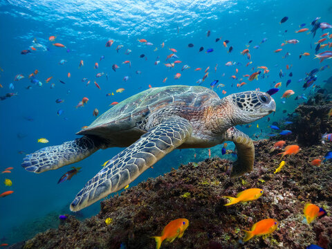 Underwater photo of a swimming Galapagos tortoise with small colorful fish