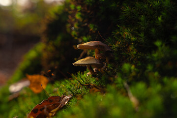 Two Mushrooms Sitting in Moss