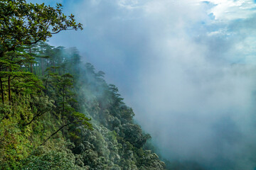 A dense forest view with lush green foliage and mist-covered hills.