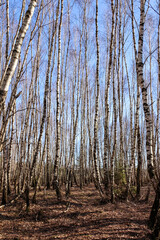 Bare birch trees standing in a vast dry landscape on a clear sunny day, wide-angle shot emphasizing the peaceful and desolate forest environment, vertical