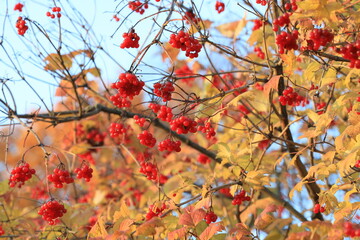 Picturesque autumn bush of viburnum with red berries and yellow leaves