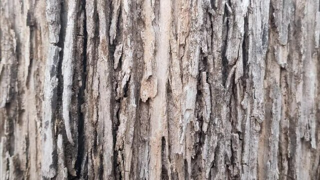 teak tree bark texture