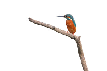 Common kingfisher bird perches on a dry branch isolated on transparent background png file