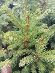 young spruce branches close-up