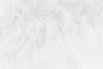 White grey color bird feather pattern texture for background and design.
