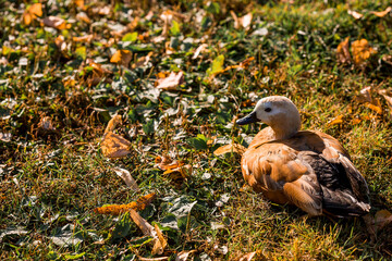 A beautiful portrait of a brown ogar duck on a background of green grass and a beautiful bokeh....