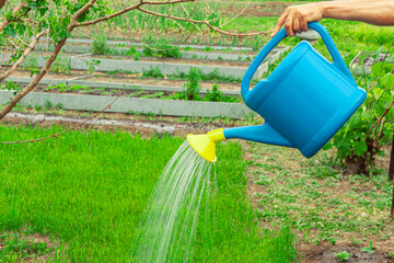 watering from a watering can, a man watering from a sprayer. The concept of floriculture and planting flowers and vegetables. Close-up. Gardening. Agriculture.