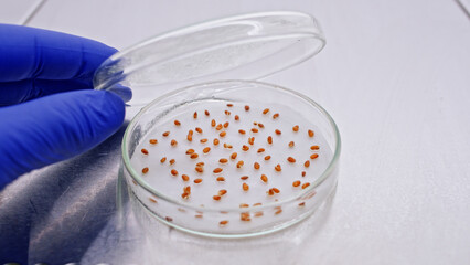 Genetically modified seeds in a petri dish for germination in the laboratory