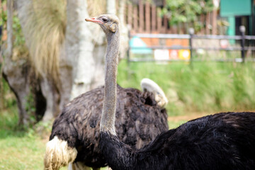 Ostrich Standing on Grass at The Zoo