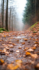serene forest path covered with fallen leaves creates tranquil atmosphere, inviting exploration and reflection amidst misty surroundings