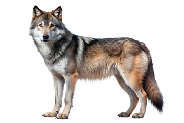 Wolf on Transparent Background. PNG.