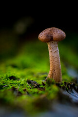 Vertical macro shot of Honey Fungus from the genus Armillaria, possibly Armillaria mellea