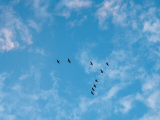 Fototapeta premium Flock of birds flying in V shape formation in a blue beautiful sky. Abstract travel and emigration concept. Looking for a better place to live with high economical value. Follow the expert theme.