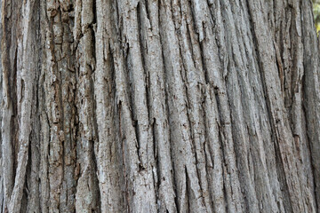 ハルニレの木目