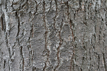 ストローブマツの木目