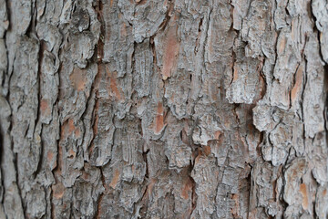 チョウセンゴヨウの木目