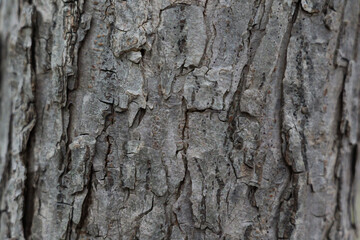 オヒョウの木目