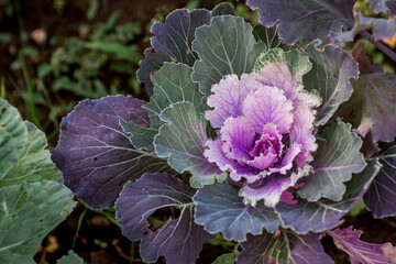 Obraz premium Autumn flowers. Decorative cauliflower in the garden. Autumn, sunny natural background with decorative cabbage.
