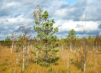 Obraz premium Lonely spruce against the background of autumn withered grass