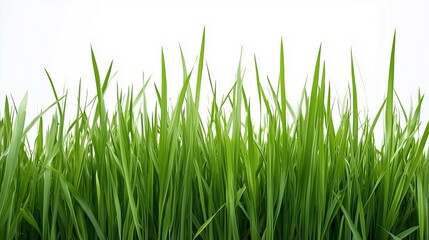 Fototapeta premium Green grass field on white background 
