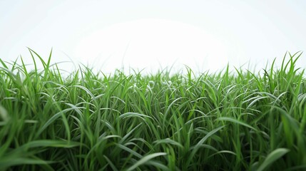 Obraz premium Green grass field on white background 
