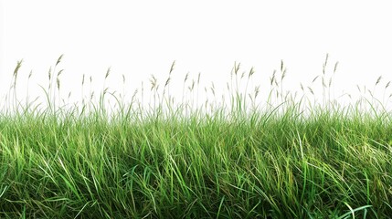 Fototapeta premium Green grass field on white background 
