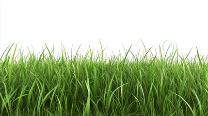 Obraz premium Green grass field on white background 