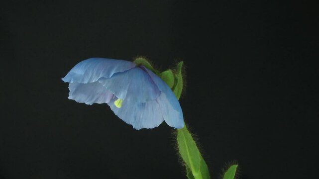 Time lapse of blooming blue poppy