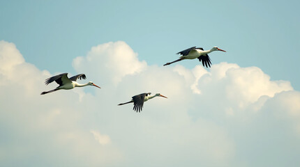 migrating storks flying in the sky