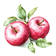 Rose apple fruit watercolor clipart illustration