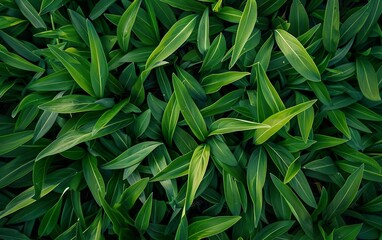 Fototapeta premium Closeup of Scandinavian grass background. Top view of unmowed lawn, uncut grass texture. Drone shot, aerial view. Lush fresh nature poster. Scandi style macro shot. Green field banner. AI generated