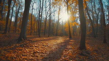 Obraz premium A peaceful forest in autumn, with golden and orange leaves blanketing the ground and gentle sunlight streaming through the trees.