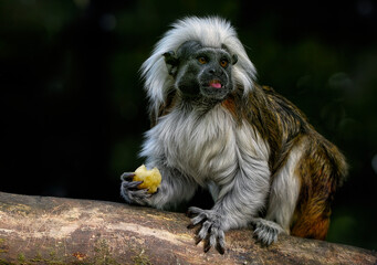 A close up of a Cotton-top tamarin