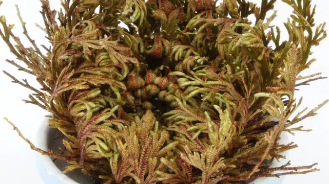 Time lapse of opening Rose of Jericho (Resurrection Plant)