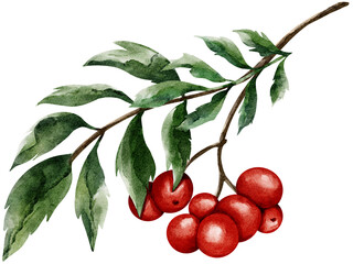 Watercolor of red berries on a branch illustration