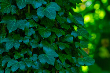 Ivy leaves. Green leafy background. Summer nature