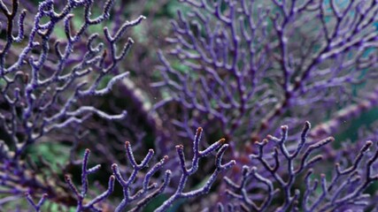 Gorgons in very closeup shots - Banda sea and North Sulawesi in Indonesia