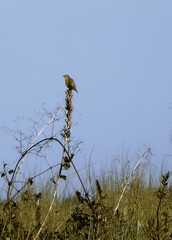 bird posing on a stick in a high grass brench