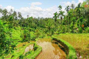 Awesome view of scenic rice terraces in Bali, Indonesia